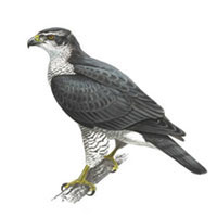Outrage at destruction of goshawk nest in the Derwent Valley - can you help?