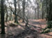 Phytophthora - the plant destroyer threatening our forests, woodlands and heathland