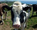 How to stay safe when walking and hiking through fields of cows