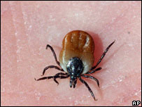 Hints and Tips for dealing with Ticks and Lyme Disease when Walking and Hiking