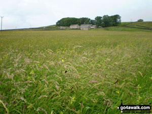 Walk Hannah's meadows, a nature reserve in Baldersdale, County Durham