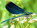 High flying Dragonfly - now an aspiring 'Monro-ist'?