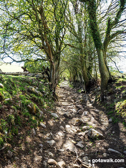 Track leading the way to Foel Fynyddau