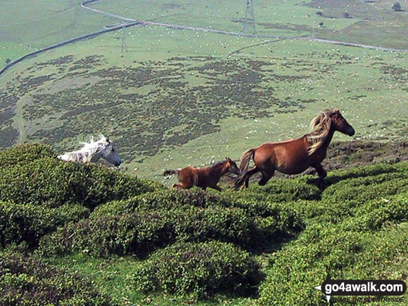 Walk cw201 Foel-ganol and Yr Orsedd from Bwlch y Ddeufaen - Wild horses with a young foal on Yr Orsedd