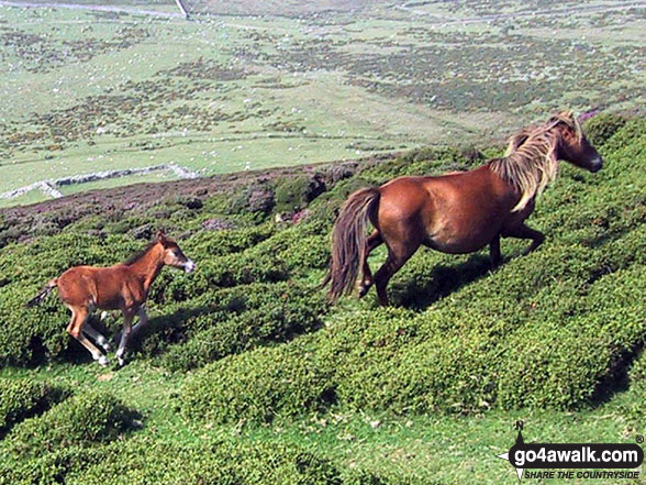 Walk gw183 Bera Bach, Foel Grach and Drum (Carneddau) from Bont Newydd - Wild horse with a young foal on Yr Orsedd