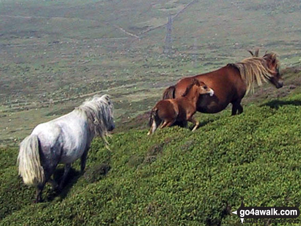 Walk gw246 Foel-ganol and Yr Orsedd from Hafod-y-gelyn - Two wild horses with a young foal on Yr Orsedd