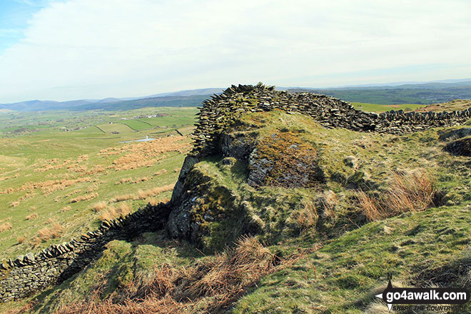 Some impressive stone walling on Ulgraves (Potter Fell) 