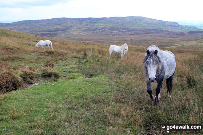 Wild ponies on Hollow Moor (Green Quarter Fell) 