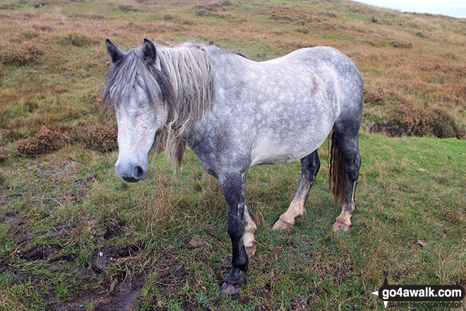 Walk c311 Ponsonby Fell from Gosforth - Wild pony on Hollow Moor (Green Quarter Fell)