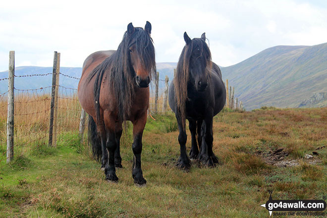 Wild ponies on Hollow Moor (North East Top)