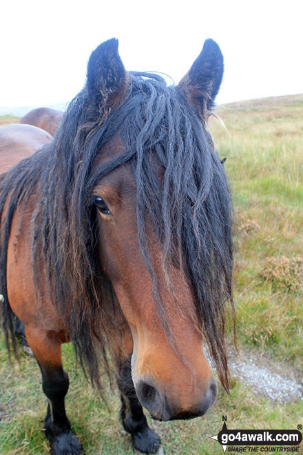 Walk c480 Hollow Moor (Green Quarter) from Kentmere - Wild pony on Hollow Moor (North East Top)