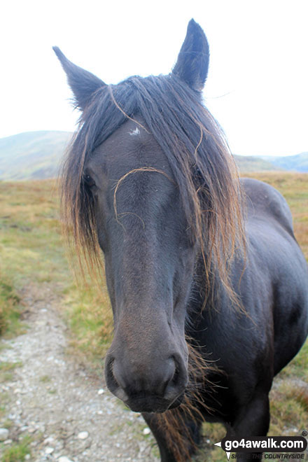 Wild pony on Hollow Moor (North East Top)