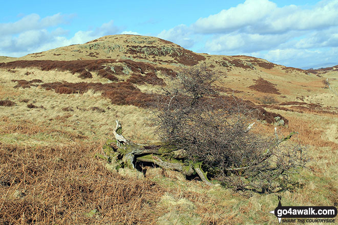 Hugh's Laithes Pike from Naddle Forest It was marked as Naddle Forest on the OS Map but this was the only tree I could find!