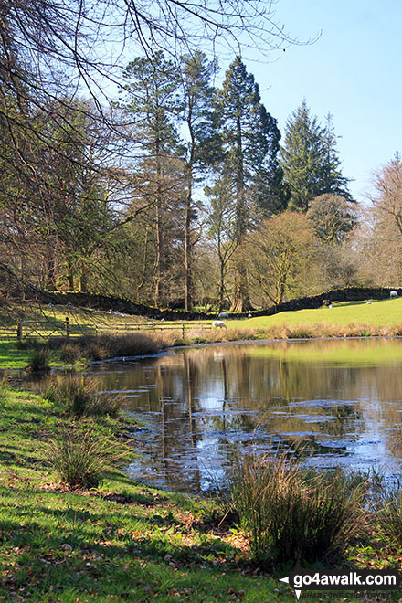 Walk c255 Orrest Head and School Knott from Windermere - Matson Ground