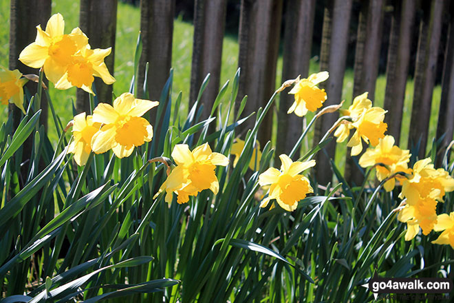 Daffodils at Matson Ground 