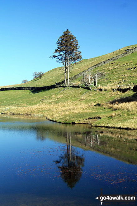 Walk c185 School Knott and The Dales Way from Ings - Lone tree beside the small lake on the Dales way south west of School Knott