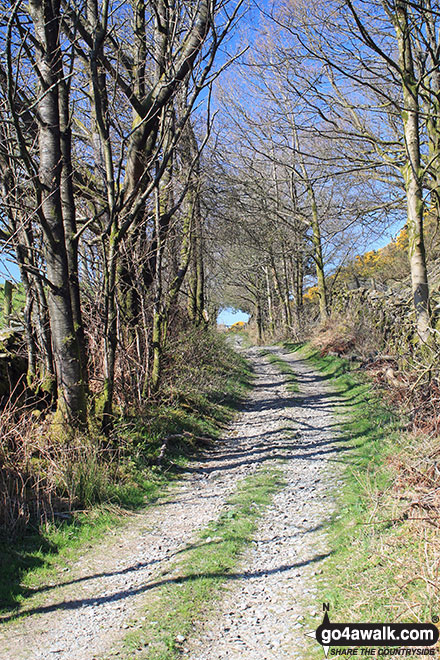 Footpath beside Gilpinpark Plantation 