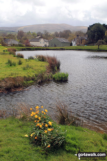 Caldbeck Duck Pond 