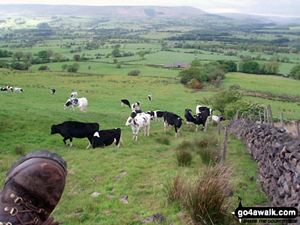 Fair Snape Fell (left) and Totridge (centre right) with Weed Acre Farm below from Longridge Fell (Spire Hill) This field was a bit boggy and the cows didn't help!