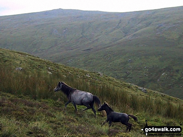 Wild Ponies seen on the lower slopes of Llwytmor