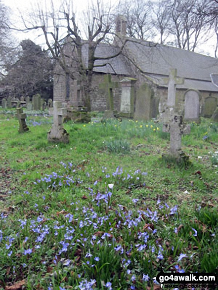 Walk n181 Dod Law from Doddington Bridge - Doddington Church with the Bluebells in bloom