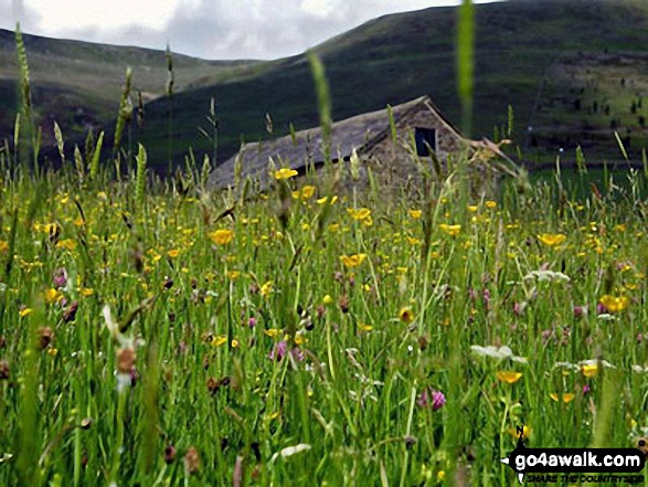 Field of wild flowers after Kinder Scout, towards Edale 