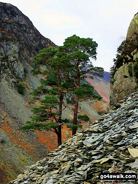 Walk c405 Cat Bells, High Spy and Castle Crag from Hawes End - A pair of Scots Pines amongst the old quarry workings on the side of Castle Crag