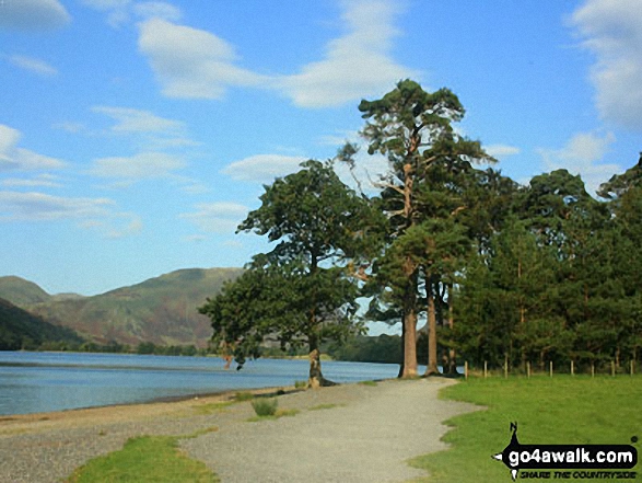 Walk c411 Starling Dodd via Scale Beck from Buttermere - The Edge of Crag Wood at Buttermere's South Eastern shore