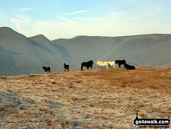 Walk c311 Ponsonby Fell from Gosforth - Fell Ponies on Hollow Moor