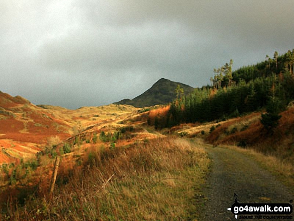 White Pike at the head of the forest path adjacent to the River Lickle 