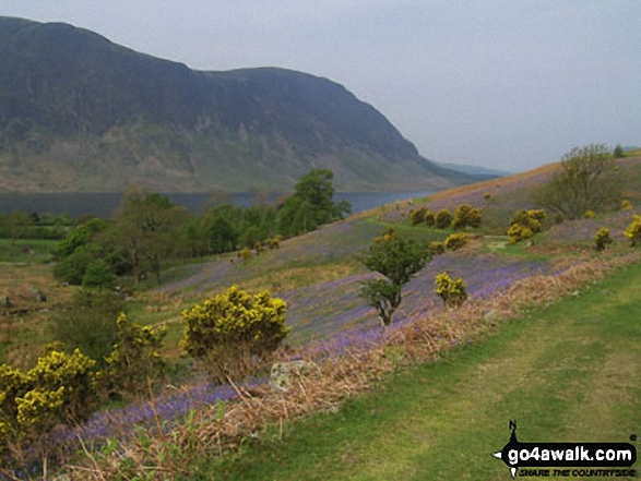 Walk c196 Grasmoor and Rannerdale Knotts from Lanthwaite Green - Looking across the bluebells and Crummock Water towards Mellbreak from Rannerdale Knotts