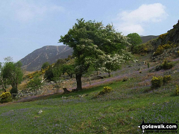 Walk c379 Rannerdale Knotts from Buttermere - Bluebells on Rannerdale Knotts with Grasmoor beyond