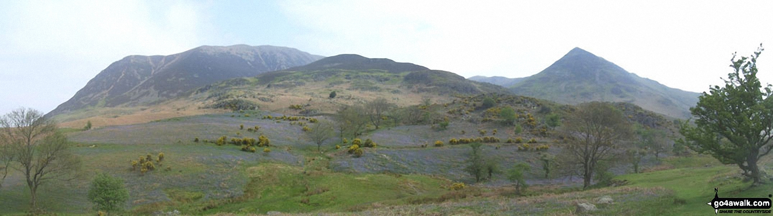 Walk c366 Grasmoor and Whiteless Pike from Lanthwaite Green - *Bluebells with Grasmoor, Las Hows and Whiteless Pike from Rannerdale