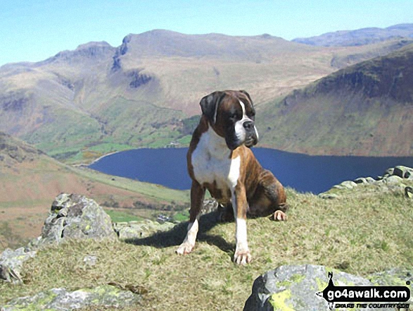 Hester on Middle Fell (Wasdale) 