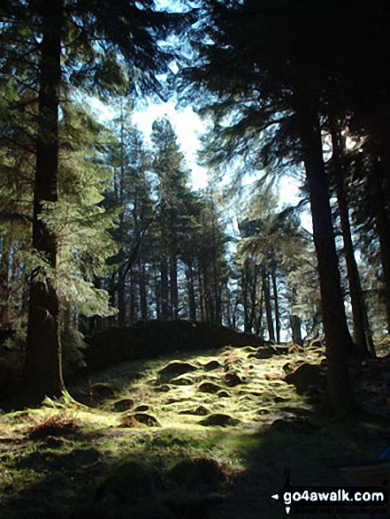 Walk c121 Tarn Hows and Yew Tree Tarn from Tom Gill - Woods above Tarn Hows