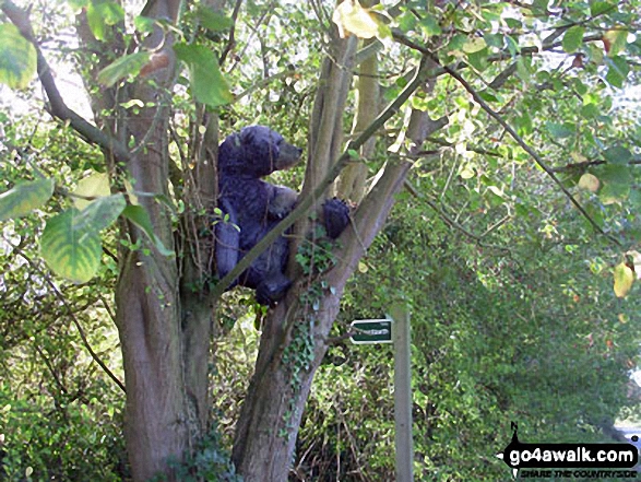 Bear in a tree near Wattisham Came across this, to good to miss photo opportunity. I think our instructions should have read: Bear left at the sign post! It was taken in September this year.