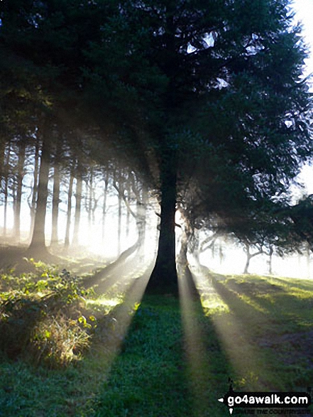 Walk ch226 Shutlingsloe from Wildboarclough - Low sun in Macclesfield Forest