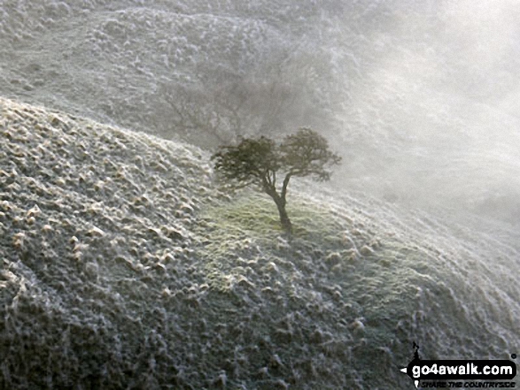 Walk d123 Mam Tor via Cavedale from Castleton - Frozen tree on the slopes of Back Tor (Hollins Cross) viewed from Hollins Cross