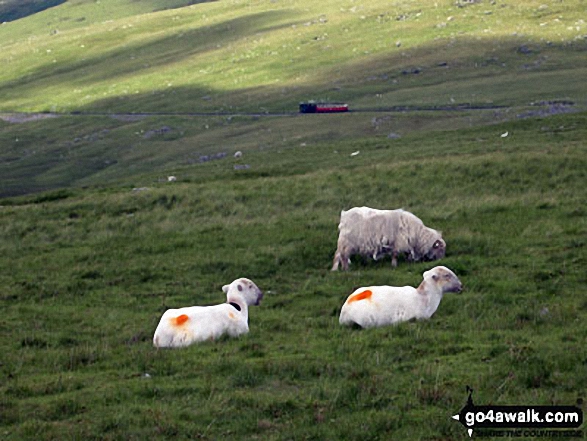 Walk gw158 Garnedd Ugain, Snowdon, Moel Cynghorion, Foel Gron and Moel Eilio from Llanberis - Sheep on Snowdon (Yr Wyddfa) with the Snowdon Mountain Railway beyond