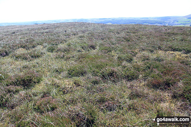 Walk d218 Black Edge (Combs Moss)from Old Road - The rather uninspiring summit of Combs Head (Combs Moss)