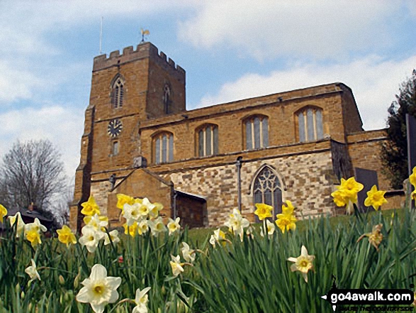 Walk no104 Watford and The Jurassic Way from West Haddon - West Haddon with the Daffodils in Bloom