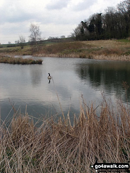 Walk no104 Watford and The Jurassic Way from West Haddon - Small Lake in the conversation area near Foxhill Farm, West Haddon