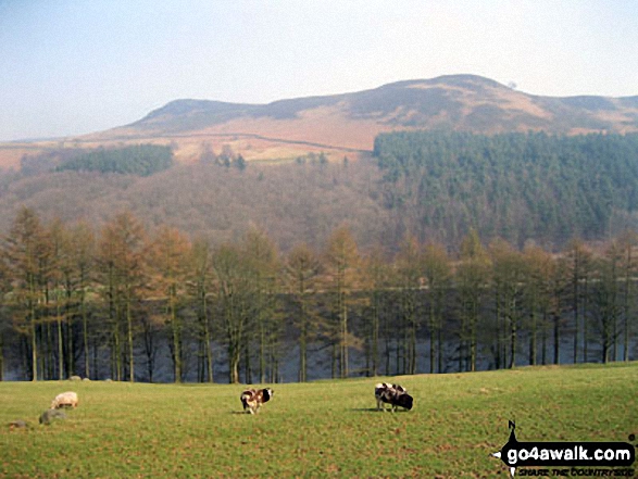 Walk d136 Crook Hill (Ladybower) from Ladybower Reservoir - Hurkling Stones (left) and Whinstone Lee Tor (right) above  Ladybower Reservoir from the lower slopes of Crokk Hill (Ladybower) near Crookhill Farm