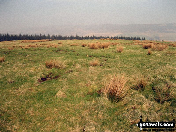 Bridge-end Pasture Photo by Ben Stafford