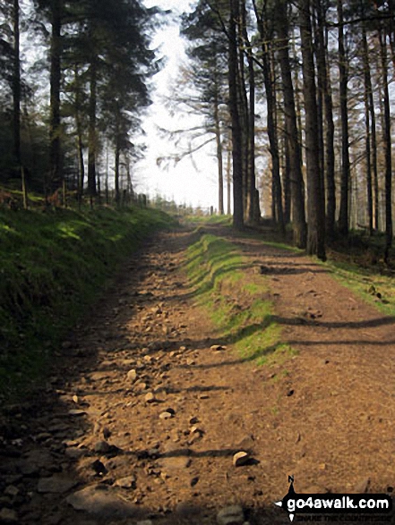 Walk d136 Crook Hill (Ladybower) from Ladybower Reservoir - Path through Hagg Side Woods