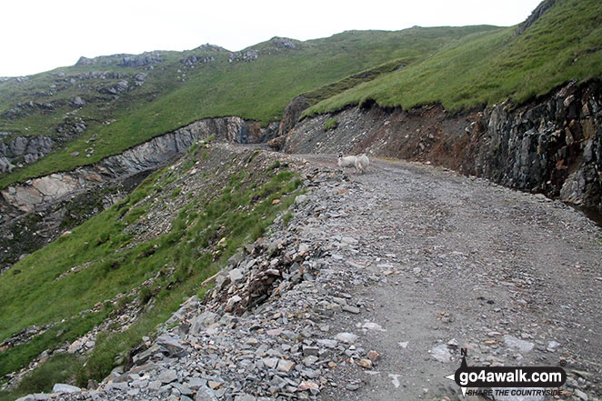 Track on the eastern flank of Beinn Bhuidhe (Glen Fyne) 