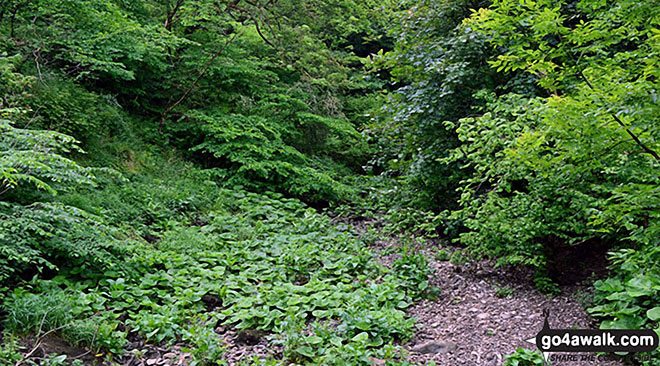 Walk s201 Grindon Moor, Grindon and Weag's Bridge from Butterton - The River Manifold below Thor's Cave