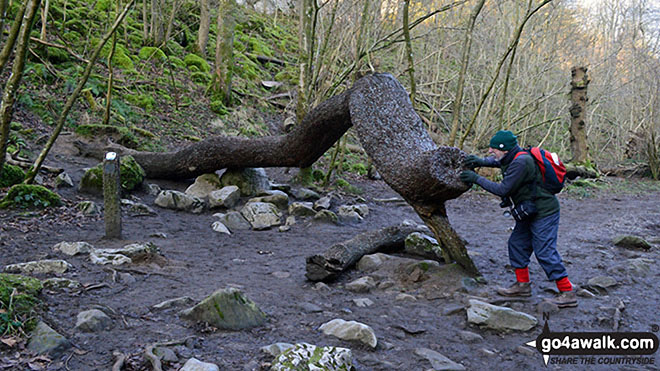 Walk ny116 Gragareth and Green Hill from Ingleton - The Money Tree on The Ingleton Waterfalls Trail