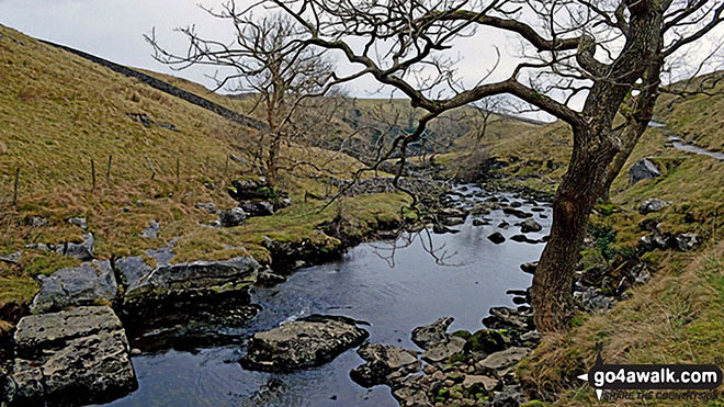 An Old Gnarled Tree on The Ingleton Waterfalls Trail 