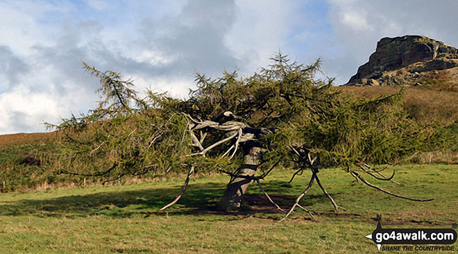 Stunted Pine south west of Roseberry Topping (top right) 